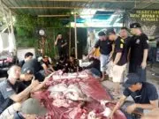 Kurban Sapi”di Hari Raya Idul Adha 1445H/2024M, KB BPPKB Serut Berbagi Kebahagiaan