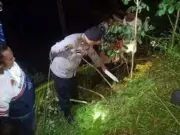 Naas, Diduga Jatuh dari Pohon, Pemetik Kelapa Ditemukan Meninggal
