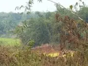 Aktivitas Galian Tanah Merah di Kampung Pasir Jeruk Wates, Camat Rumpin: Tidak Ada Izin Kita Tutup