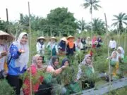 Ketua PKK Asahan Panen Hasil Pemanfaatan Lahan