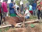 Kades Margamulya Laksanakan Kurban, Wujud Kepedulian Sosial di Hari Raya Idul Adha