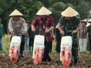 Polres Purworejo Dukung Ketahanan Pangan Lewat Panen Raya dan Penanaman Jagung di Grabag