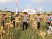 Polres Purworejo Gelar Panen Raya dan Penanaman Jagung di Desa Jrakah, Kecamatan Bayan