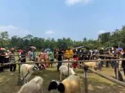 Butuh Gelar Pameran Domba, Bukti Keseriusan Jadi Sentra Ternak Purworejo