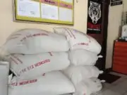 Pencurian Gabah Resahkan Warga Purworejo, Polisi Ringkus Tiga Pelaku Pencurian Gabah Resahkan Warga Purworejo, Polisi Ringkus Tiga Pelaku