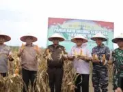 Panen Raya Jagung di Asahan, Forkopimda Dorong Swasembada Pangan