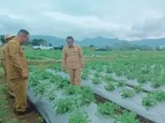 Dukung Budidaya Kentang, Bupati Hery Nabit Tinjau Penangkar Kentang Di Desa Compang Dalo Dukung Budidaya Kentang, Bupati Hery Nabit Tinjau Penangkar Kentang Di Desa Compang Dalo