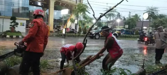 Pohon Akasia Tumbang Timpa Mobil di Sruweng, Arus Lalu Lintas Sempat Macet Pohon Akasia Tumbang Timpa Mobil di Sruweng, Arus Lalu Lintas Sempat Macet