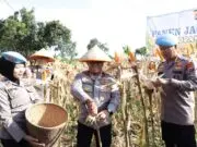 Polda Banten Gelar Panen Jagung, Dorong Program Swasembada Pangan Nasional