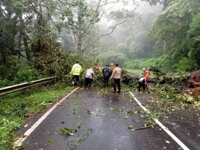 Terdera Hujan, Pohon Tumbang Kunci Jalur Arah Pendakian Cemoro Sewu Terdera Hujan, Pohon Tumbang Kunci Jalur Arah Pendakian Cemoro Sewu