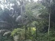 Tinjau Lokasi Rencana Pembangunan Jembatan Darurat Wae Songkang, Kapolsek Kuwus Sempatkan Diri Menggendong Siswa Menyeberangi Sungai