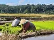Distributor Pupuk Subsidi Pemerintah Kabupaten Manggarai Pastikan Pupuk Tersedia Dan Segera Didistribusikan