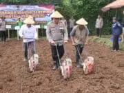 Polres Purworejo Ikuti Penanaman Jagung Serentak Nasional di Desa Kalimiru