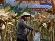 Panen Raya Jagung di Grabag, Polres Purworejo Perkuat Ketahanan Pangan dan Bantu Petani