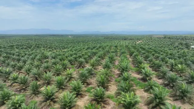 Produksi Sawit Nasional Stagnan, PalmCo Genjot Transformasi Kebun Rakyat Produksi Sawit Nasional Stagnan, PalmCo Genjot Transformasi Kebun Rakyat