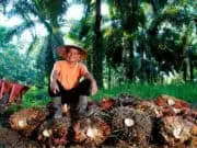Harga Sawit Sempat Tertekan, PTPN IV PalmCo Jaga Serapan TBS Petani Sesuai Aturan