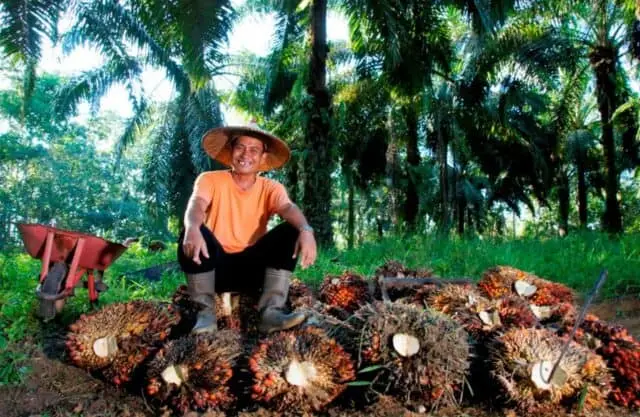 Harga Sawit Sempat Tertekan, PTPN IV PalmCo Jaga Serapan TBS Petani Sesuai Aturan