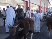 Berbagi Di Momen Idul Adha 1447 H, Pemkab Manggarai Serahkan Satu Ekor Sapi Kurban Bagi Umat Muslim Di Kota Ruteng