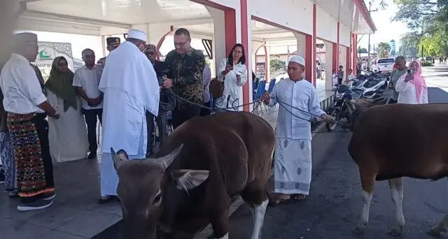 Berbagi Di Momen Idul Adha 1447 H, Pemkab Manggarai Serahkan Satu Ekor Sapi Kurban Bagi Umat Muslim Di Kota Ruteng