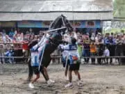 Wabup Dion Buka Jetis Cup 2026, Festival Kuda Jingkrak Didorong Jadi Ikon Wisata Pantai Purworejo