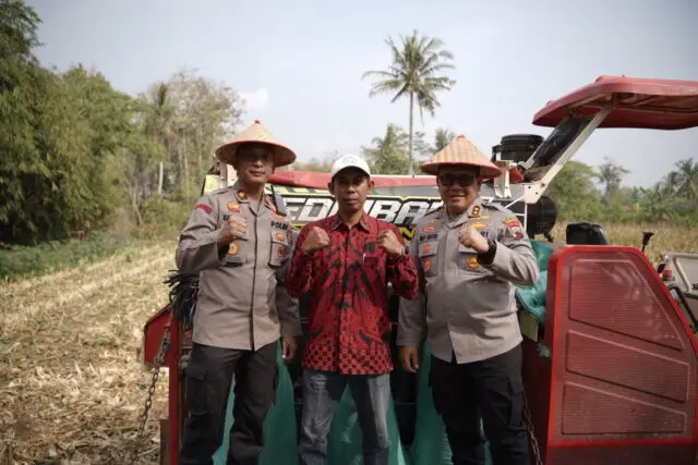 Panen Jagung di Kalimiru Tembus 4 Ton, Polres Purworejo Dorong Ketahanan Pangan dan Ekonomi Warga Panen Jagung di Kalimiru Tembus 4 Ton, Polres Purworejo Dorong Ketahanan Pangan dan Ekonomi Warga