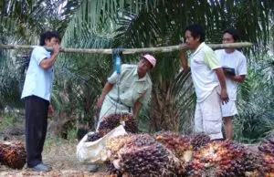 Kemitraan Sawit Rakyat Didorong Naik Kelas, PTPN IV PalmCo Serap 2,09 Juta Ton TBS