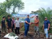 Tingkatkan Pendapatan Warga, PTPN IV PalmCo Salurkan Ribuan Bibit Nanas untuk Dua Desa di Jambi Tingkatkan Pendapatan Warga, PTPN IV PalmCo Salurkan Ribuan Bibit Nanas untuk Dua Desa di Jambi