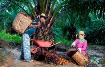 Kemitraan Petani Jadi Kunci PTPN IV PalmCo Perkuat Pasokan CPO dan Dukung Program B50