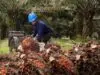 Peringati Hari Tani, PalmCo Dorong Kemandirian KUD Melalui Tata Kelola Sawit Berkelanjutan