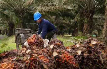 Peringati Hari Tani, PalmCo Dorong Kemandirian KUD Melalui Tata Kelola Sawit Berkelanjutan