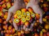 PTPN IV PalmCo Akselerasi Sertifikasi Keberlanjutan, Premium Price Tumbuh Hampir 50%
