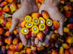 PTPN IV PalmCo Akselerasi Sertifikasi Keberlanjutan, Premium Price Tumbuh Hampir 50%