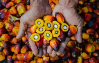 PTPN IV PalmCo Akselerasi Sertifikasi Keberlanjutan, Premium Price Tumbuh Hampir 50%